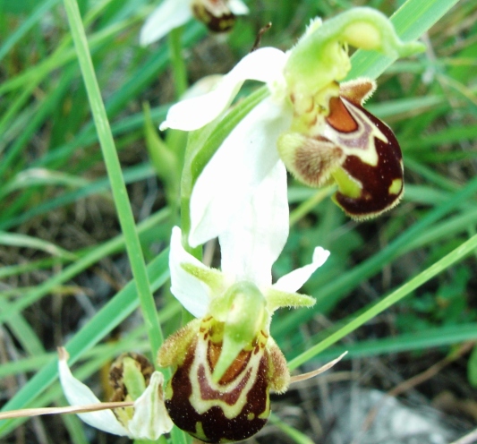 Ophrys apifera   ... in citt!!